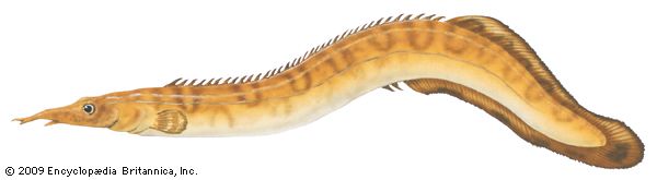 Spiny eel (Mastacembelus ellipsifer)