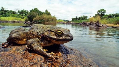 A goliath frog (Conraua goliath), South Cameroon, Central Africa. The largest living species of frog. amphibian