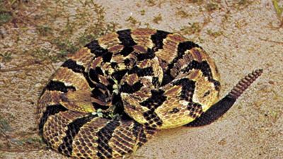 timber rattlesnake