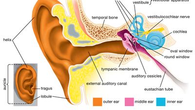 human ear