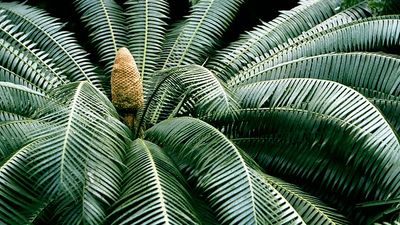 Cycad, Cycadophyta