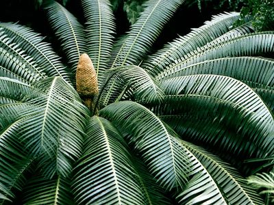 Cycad, Cycadophyta