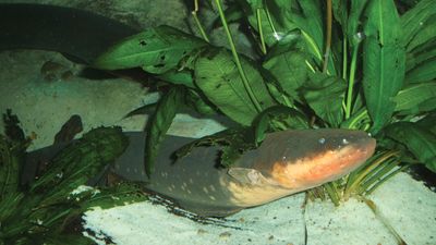 electric eel