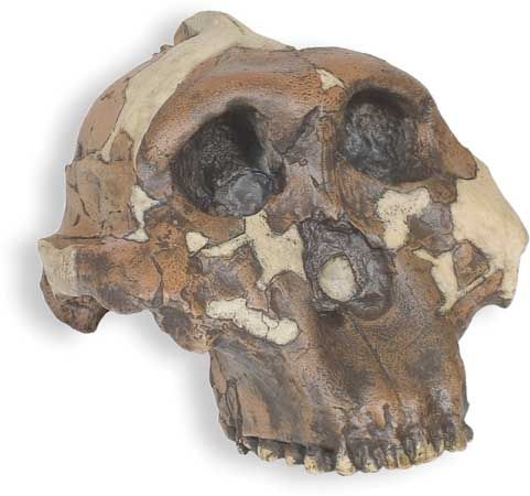 Paranthropus boisei skull