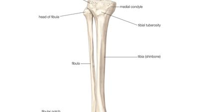 Bones of right leg - anterior view. skeletal system, human anatomy, tibia, fibula. Human bones, human leg, skeleton, shinbone, lower limb, fibula, tibia.