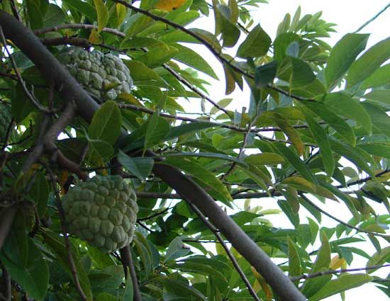 custard apple