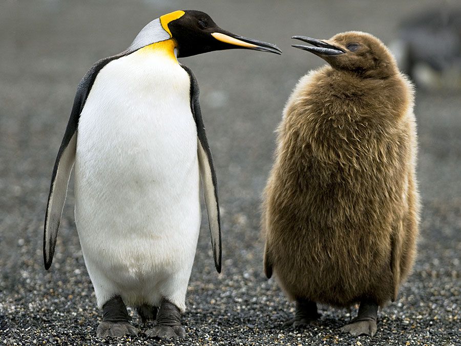 king penguin