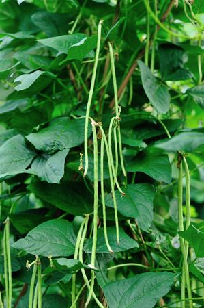 cowpeas