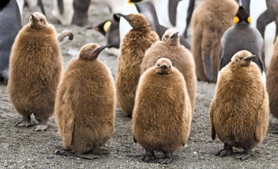 Young king penguins