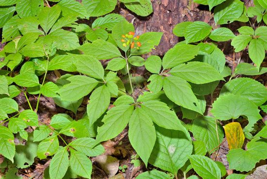 Asian ginseng