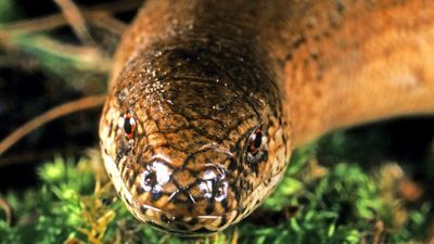 Slowworm. Anguis fragilis. Blindworm. Lizard. Anguidae. Close-up of a slowworm's head.