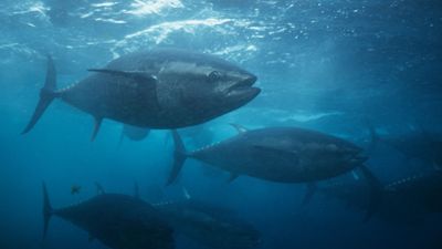 bluefin tuna