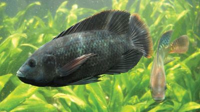 Mozambique tilapia