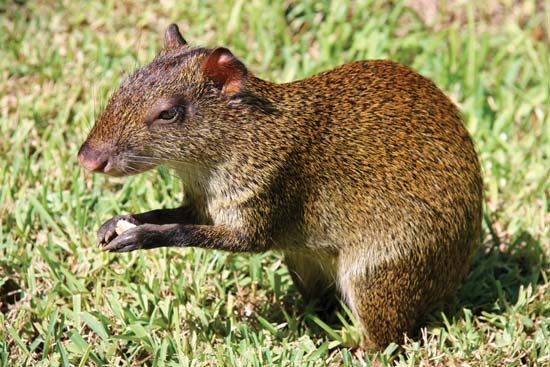 Mexican agouti