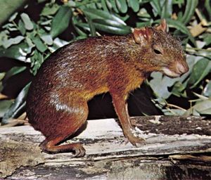 Agouti (Dasyprocta).