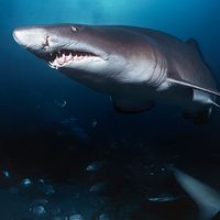 Sand tiger sharks. A sand tiger shark (Carcharias taurus) Aliwal Shoal, Indian Ocean, South Africa in cave. Sand tiger sharks, four sharks belonging to the family Odontaspididae order Lamniformes. Aka blue or grey nurse shark, spotted ragged tooth shark.