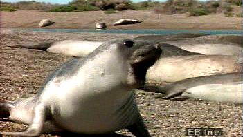 Watch as a southern elephant seal pup is startled on the Argentinian coast and hear its snarl