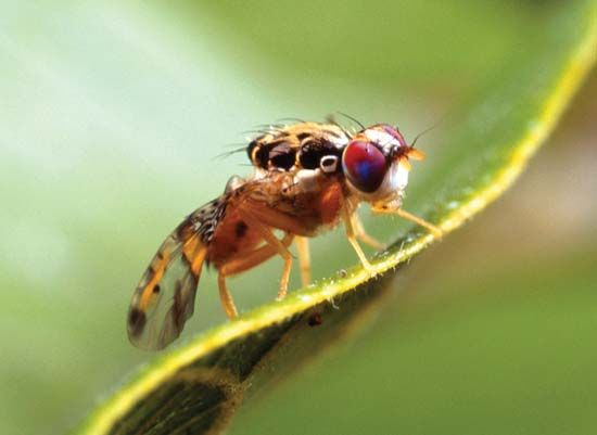 Mediterranean fruit fly