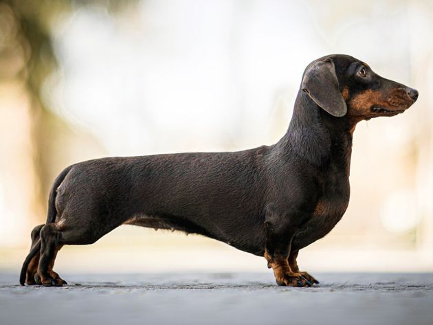 Dachshund dog with a smooth coat. Breed of dog developed in Germany to hunt badgers.