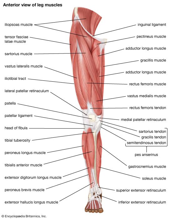 muscles of the human leg