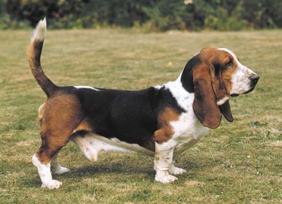 Basset Hound