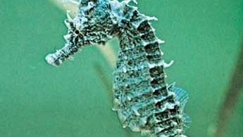 Lined seahorse (Hippocampus erectus)