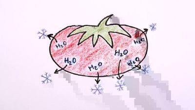 Understand sublimation, where a substance changes directly from solid to gas without going through the liquid state of matter