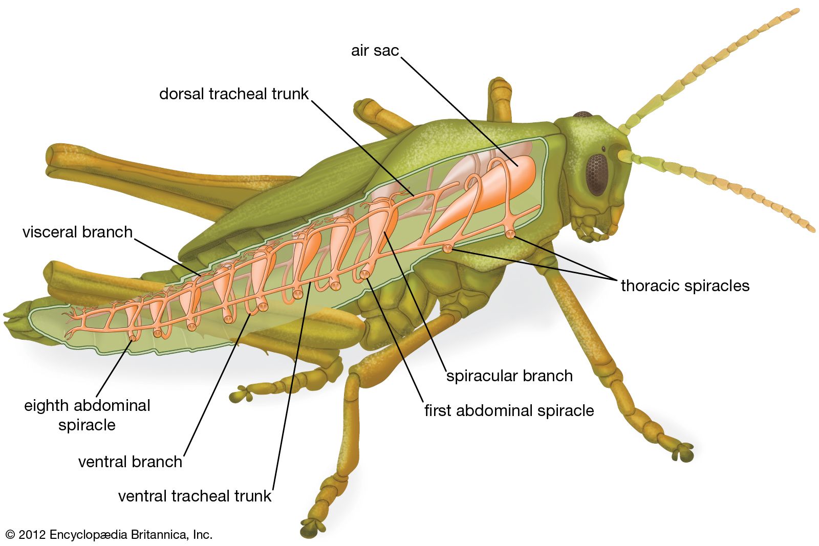 Trachea In Insects