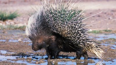 Cape porcupine (Hystrix africaeaustralis)