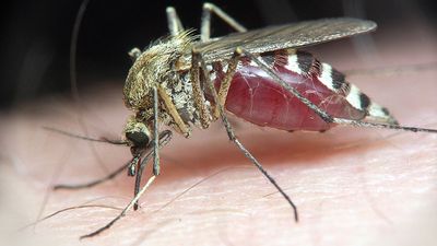 Mosquito on human skin.