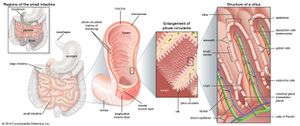 structures of the small intestine