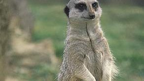 Meerkat, or suricate (Suricata suricatta).