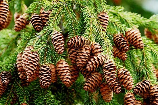 spruce cone