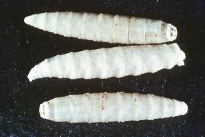 Screwworm larvae