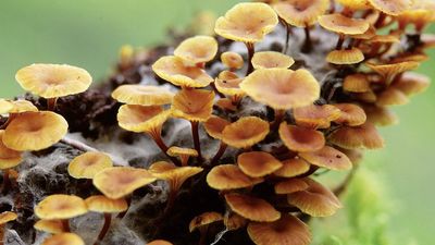 The role of fungi in forest decomposition