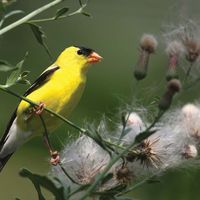 American goldfinch (Spinus tristis)