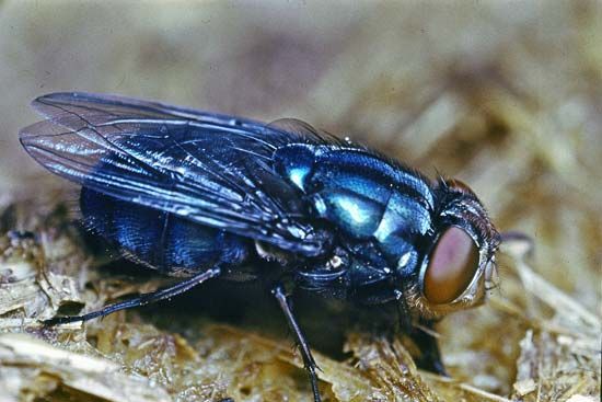 Bluebottle fly (Calliphora)