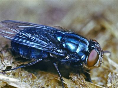 Bluebottle fly (Calliphora)