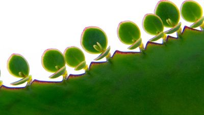 How do plants reproduce asexually?