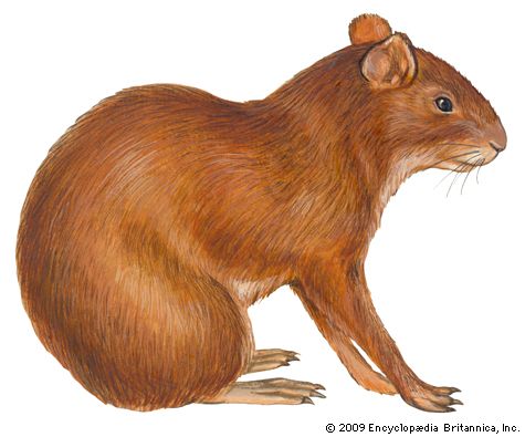 Brazilian agouti