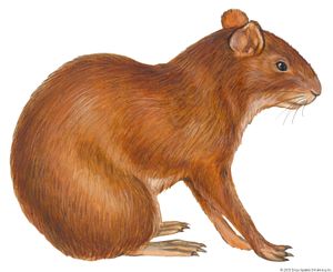 Brazilian agouti