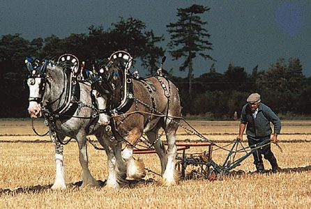 Clydesdales