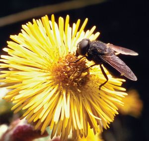 Cluster fly (Pollenia rudis)