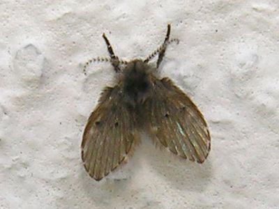 moth fly