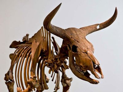 Aurochs. Bos primigenius. Skeleton. Extinct animal. Skeleton of an Aurochs, an extinct wild ox.