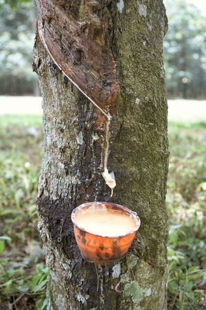 natural rubber