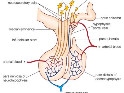 pituitary gland anatomy