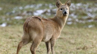 Chinese water deer