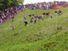 Entrants falling and tumbling over while chasing the cheese at the 2016 'Cheese Rolling' held at Cooper's Hill, in the Cotswolds, Brockworth England