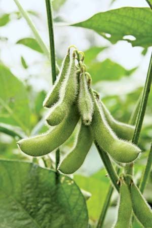 soybean